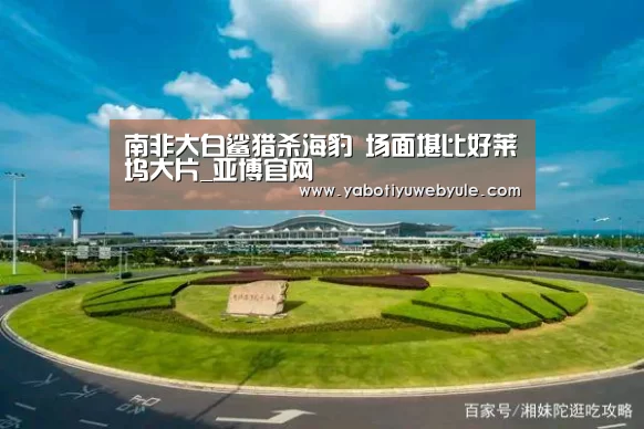 南非大白鲨猎杀海豹 场面堪比好莱坞大片_亚博官网(图3) 亚博官网